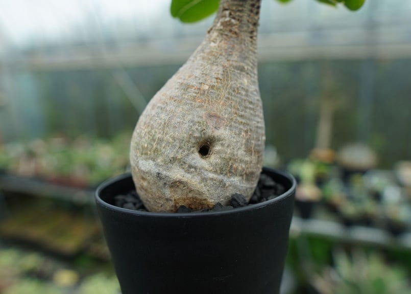 パキポディウム マカイエンセ Pachypodium makayense No.5 | man パキポディウム マカイエンセ Pachypodium makayense No.5 | man
