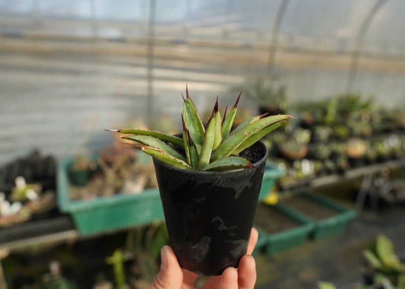 アガベ リトルシャーク Agave Little Shark | mana's farm:塊根