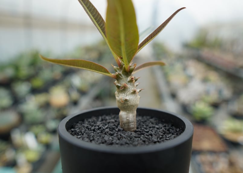 パキポディウム バロニー Pachypodium baronii | mana's farm: