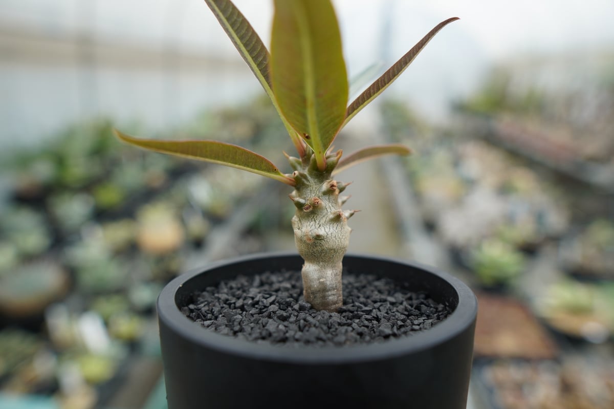 パキポディウム バロニー Pachypodium baronii | mana's farm: