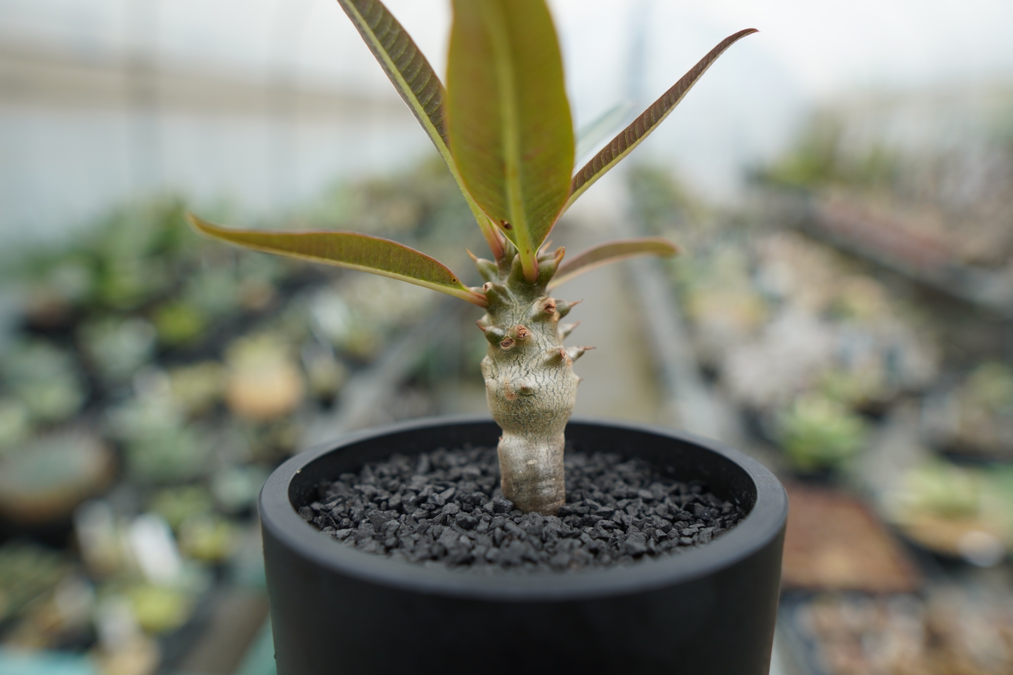 パキポディウム バロニー Pachypodium baronii | mana's farm: