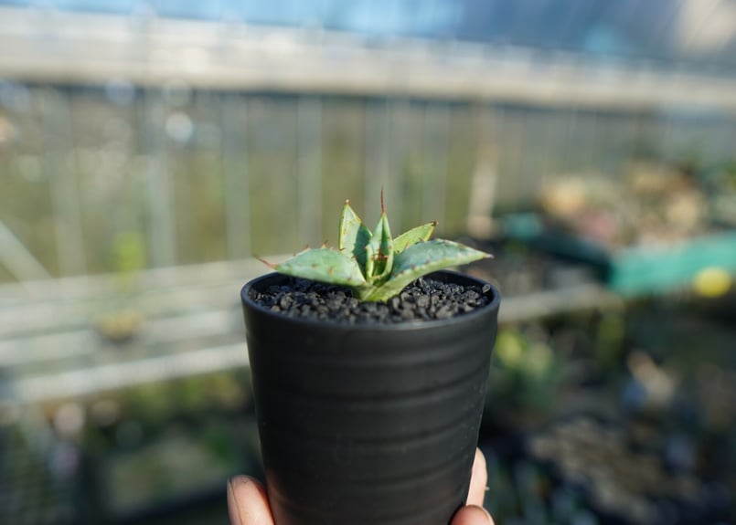 アガベ　ホリダ×パラサナ　ハイブリッド Yahoo!オークション - 希少 アガベ ハイブリッド ホパ ホリダ×パラサ