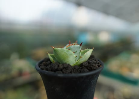 アガベ　兜蟹　Agave isthmensis “Kabutogani”　No.2