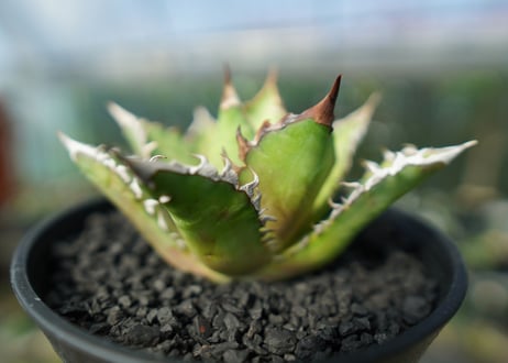 アガベ　チタノタ　レッドキャットウィーズル　Agave titanota Red catweezle　No.5