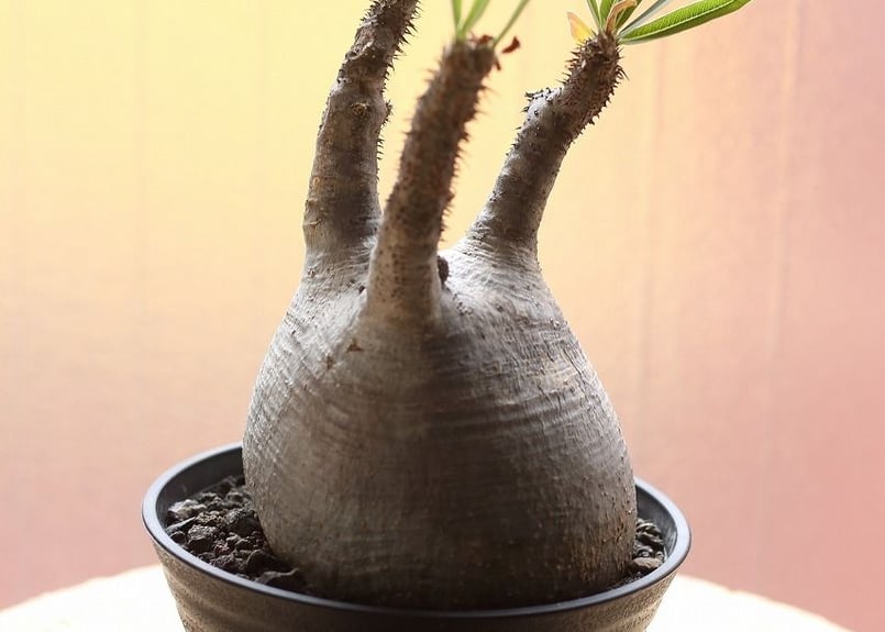 パキポディウム グラキリス no.3 | mana's farm:塊根植物・アガベ