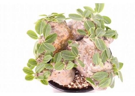Pachypodium brevicaule　パキポディウム  ブレビカウレ　恵比寿笑い 　no.2 大株