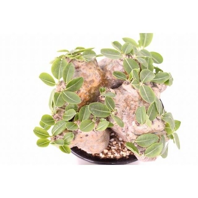 パキポディウム 恵比寿笑い Pachypodium brevicaule ⑪ パキポディウム 恵比寿笑い | GREEN LUCK