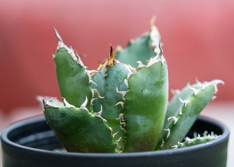 アガベ チタノタ 白鯨 NO.1 | mana's farm:塊根植物・アガベ