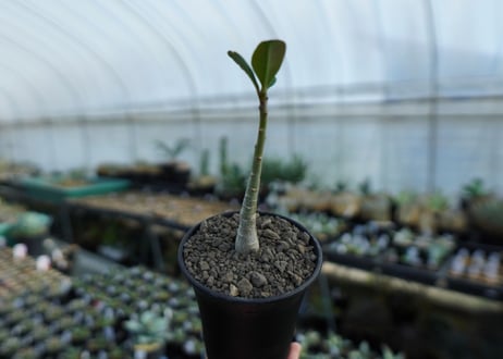アデニウム　Adenium