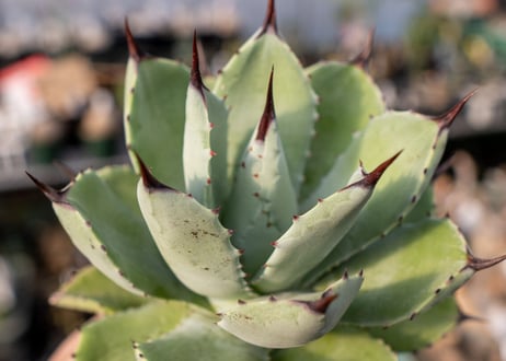 Agave Potatorum×Macroacantha   NO.2