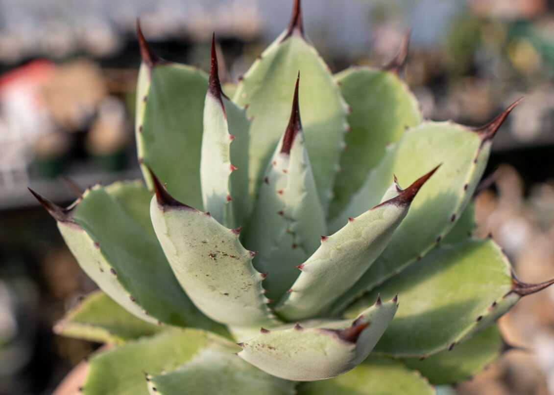 Agave Potatorum×Macroacantha NO.2 | mana's fa