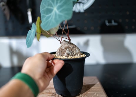 ステファニア カウィーサキー