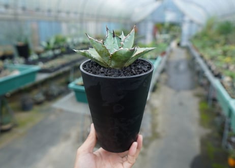 アガベ　チタノタ　ブルー　agave titanota Blue