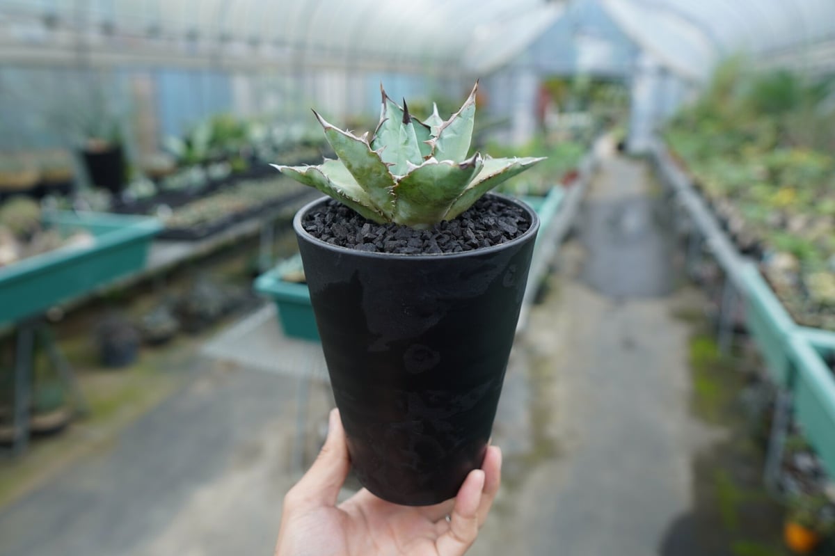 アガベ チタノタブルー 種子 500粒 Agave titanota blue seedstock_av02