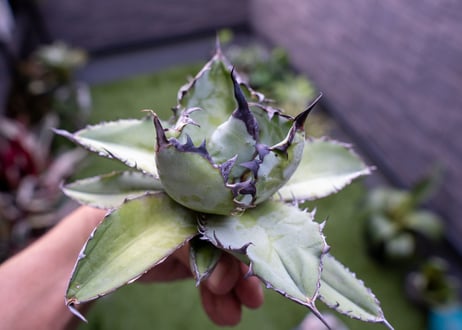 Agave B&B C NO.2