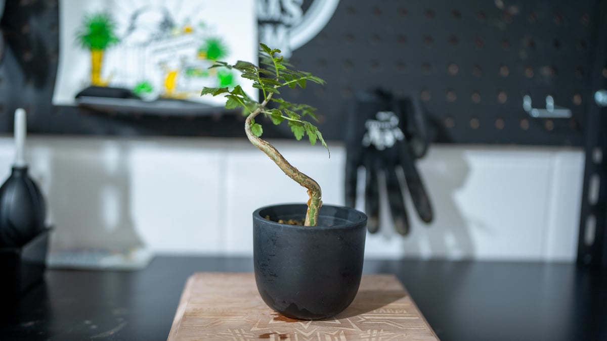 ブルセラ ファガロイデス 曲げ仕立て 沖縄実生 | mana's farm:塊根植物