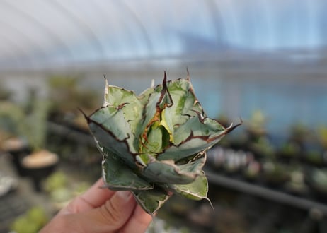 agave titanota ブラック＆ブルー　No.9