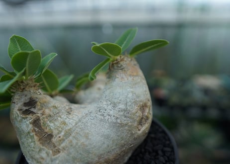パキポディウム　エブレネウム　Pachypodium eburneum