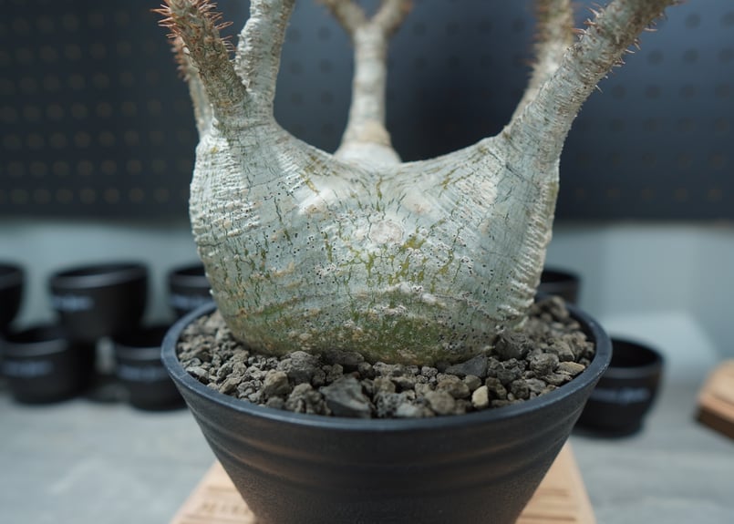 パキポディウム グラキリス ☆親子セット☆ 子グラキリス3株付き