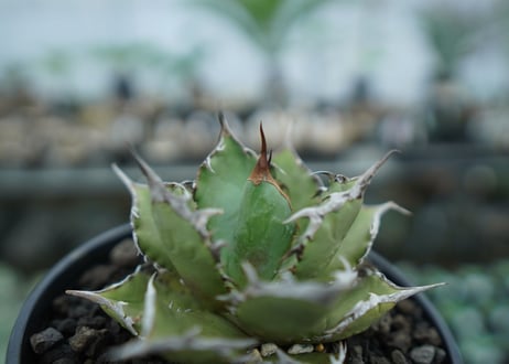 アガベ　チタノタ　FO-76　agave titanota  FO-76　No.8
