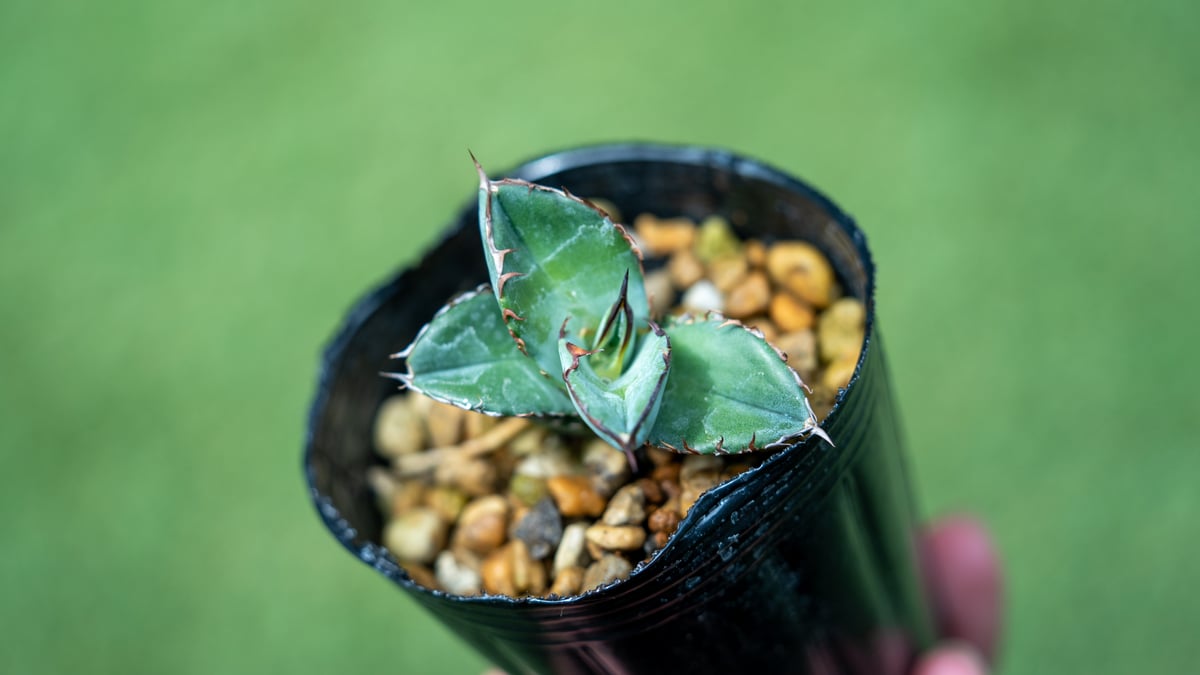 アガベ チタノタブルー 沖縄実生 No.3 | mana's farm:塊根植物・アガベ