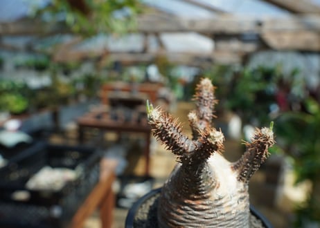 【未発根】パキポディウム　グラキリス　 Pachypodium Gracilius  No.1