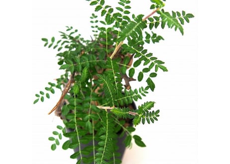 Boswellia neglecta ボスウェリア　ネグレクタ