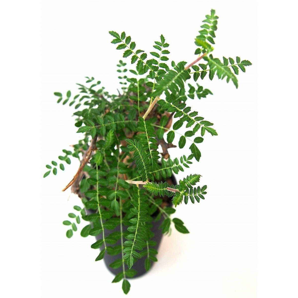 ボスウェリア　ネグレクタ ボスウェリア・ネグレクタ | 多肉植物・特別な鉢の販売