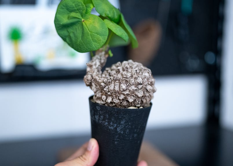 ステファニア スベローサ 沖縄管理株 | mana's farm:塊根植物・アガベ