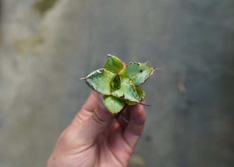 【抜き苗】アガベ　チタノタ　黄覆輪　Agave titanota variegata