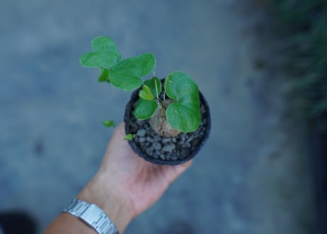 亀甲竜　Dioscorea elephantipes　No.9