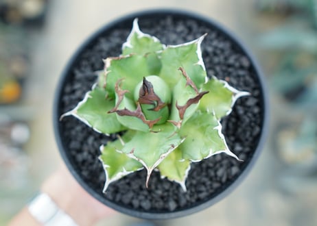 アガベ　チタノタ　姫厳竜　Agave titanota dwarf　No.2