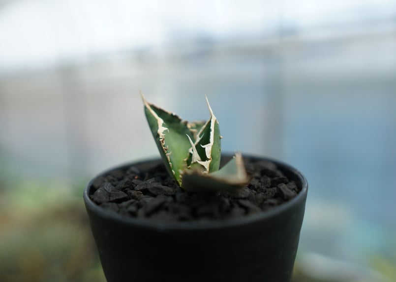 アガベ　Agave 狼人　狼人系　実生 アガベ チタノタ 狼人 1 | STELLA.PLANTS