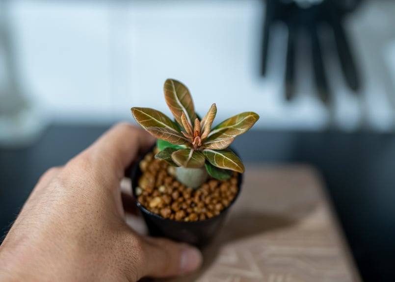 ［01］アデニュウムソコトラナム原種実生(ホンソコ) Spring SALE☆良型☆早い者勝ち】 アデニウム タイソコトラナム