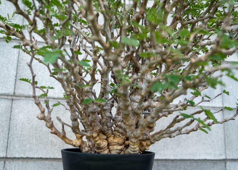 センナ メリディオナリス NO.1 | mana's green:塊根植物販売 センナ メリディオナリス NO.1 | mana's green:塊根植物販売