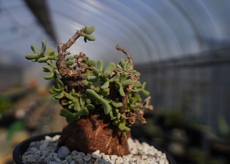 ケラリア ピグマエア Ceraria pygmaea  No.2