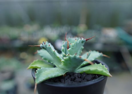 アガベ　イシスメンシス　Agave Isthmensis　No.1