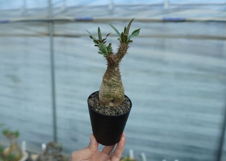 パキポディウム　グラキリス　 Pachypodium Gracilius