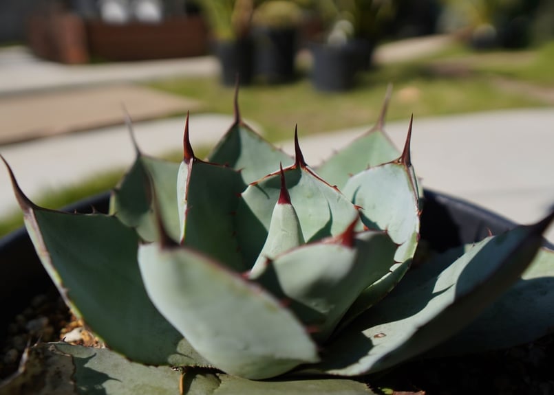 【2鉢セット】パリートランカータ アガベ パリートランカータ NO.2 | mana's farm:塊根植物