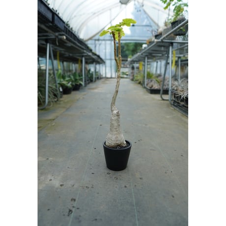 観葉植物 【引取限定特価】【配送】ウンカリーナ グランディディエリ