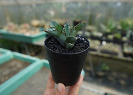 アガベ　チタノタ　 ブラックアンドブルー 　Agave titanota black and blue　No.4