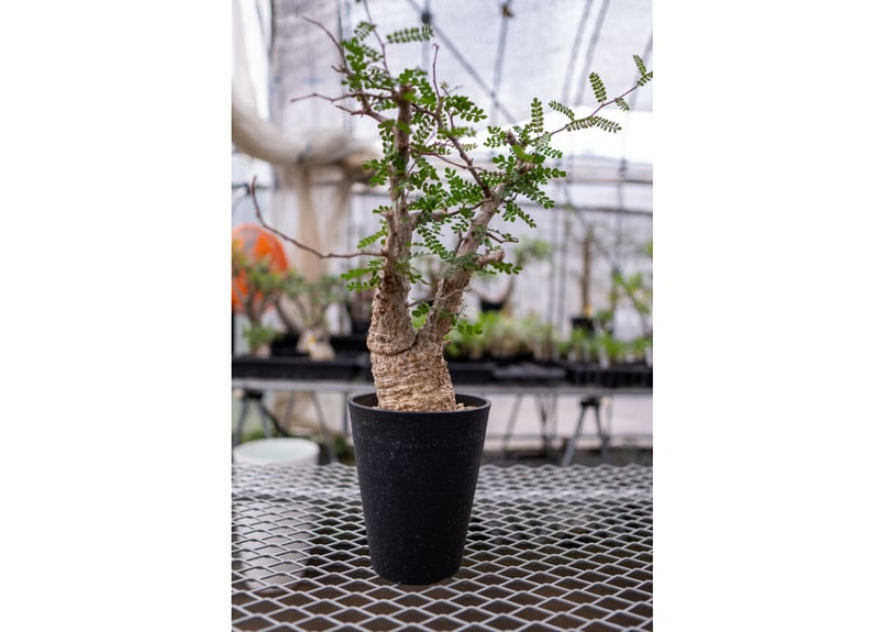 オペルクリカリア パキプス No.2 | mana's farm:塊根植物