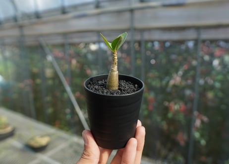 アデニウム　Adenium  No.2