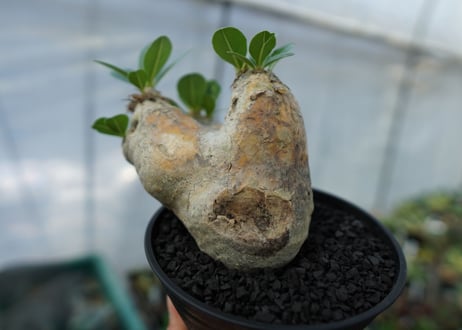 パキポディウム　エブレネウム　Pachypodium eburneum　No.3