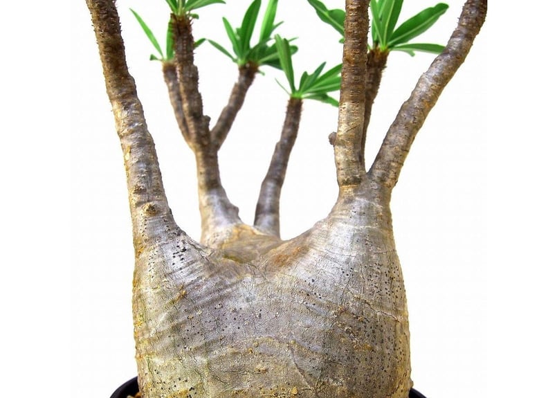 Pachypodium Gracilius パキポディウム グラキリス №6 | mana
