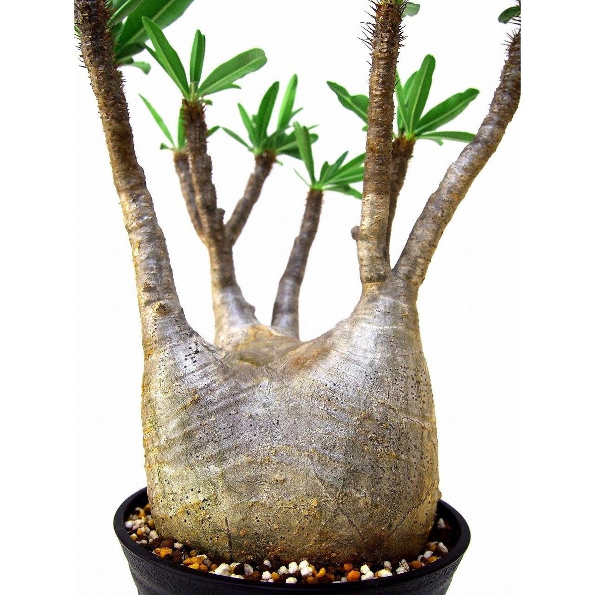 パキポディウム グラキリス Pachypodium gracilius ④ Pachypodium gracilius(パキポディウム グラキリス)× QUTOTEN