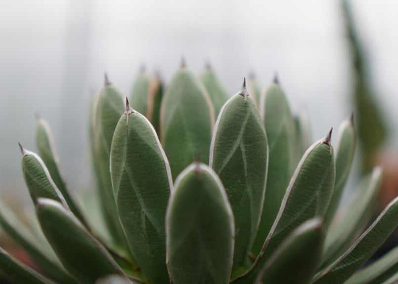 agave formosa '雪嶺' | mana's farm:塊根植物・アガベ・ドライガー