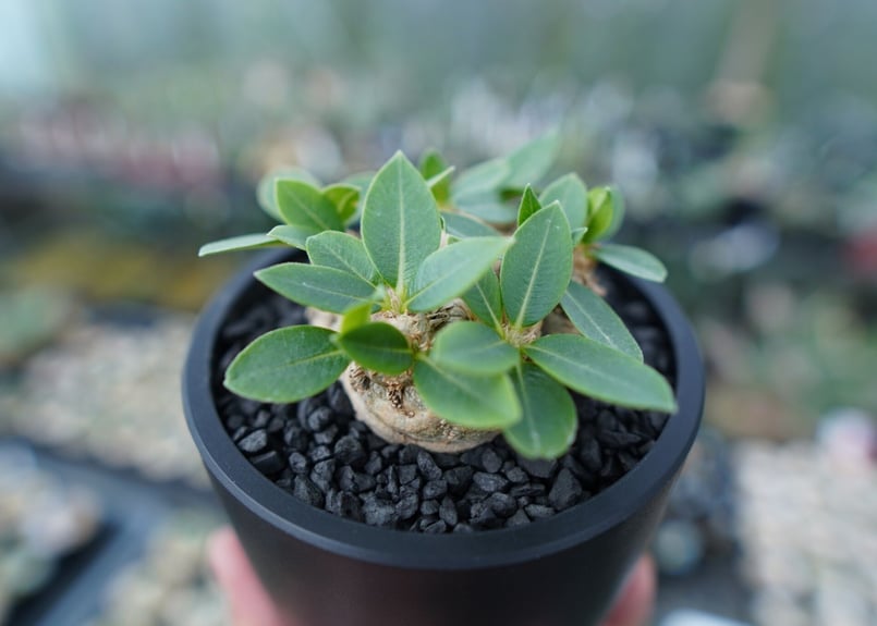 パキポディウム 恵比寿笑い Pachypodium brevicaule | mana's f