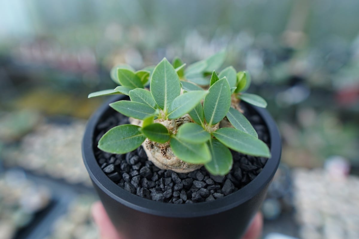 パキポディウム 恵比寿笑い Pachypodium brevicaule | mana's f