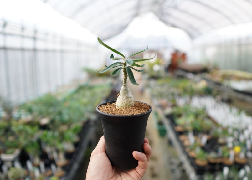 パキポディウム ビスピノーサム | mana's green:塊根植物販売 パキポディウム ビスピノーサム | mana's green:塊根植物販売